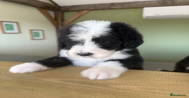 Bernedoodle dogs - Advert 6