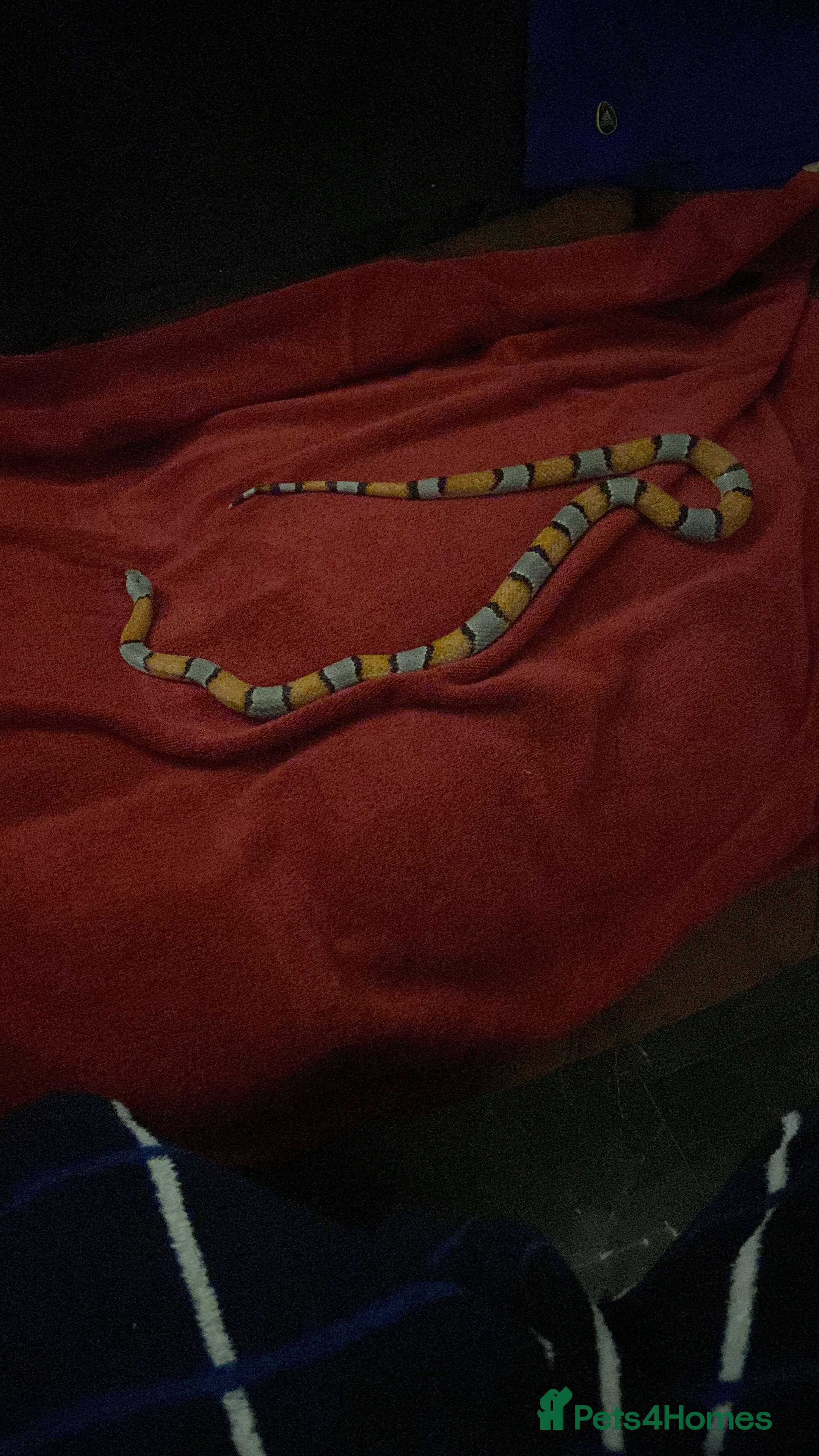 Corn Snake reptiles Corn Snake in Glasgow  - Advert 12