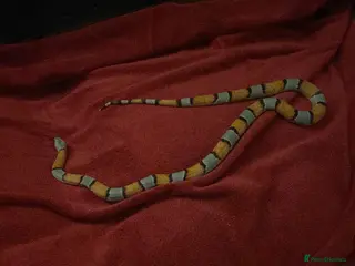 Corn Snake reptiles Corn Snake in Glasgow - Advert 1