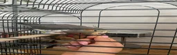 Cockatiels birds for sale: Female Grey Cockatiel in London - Advert 3