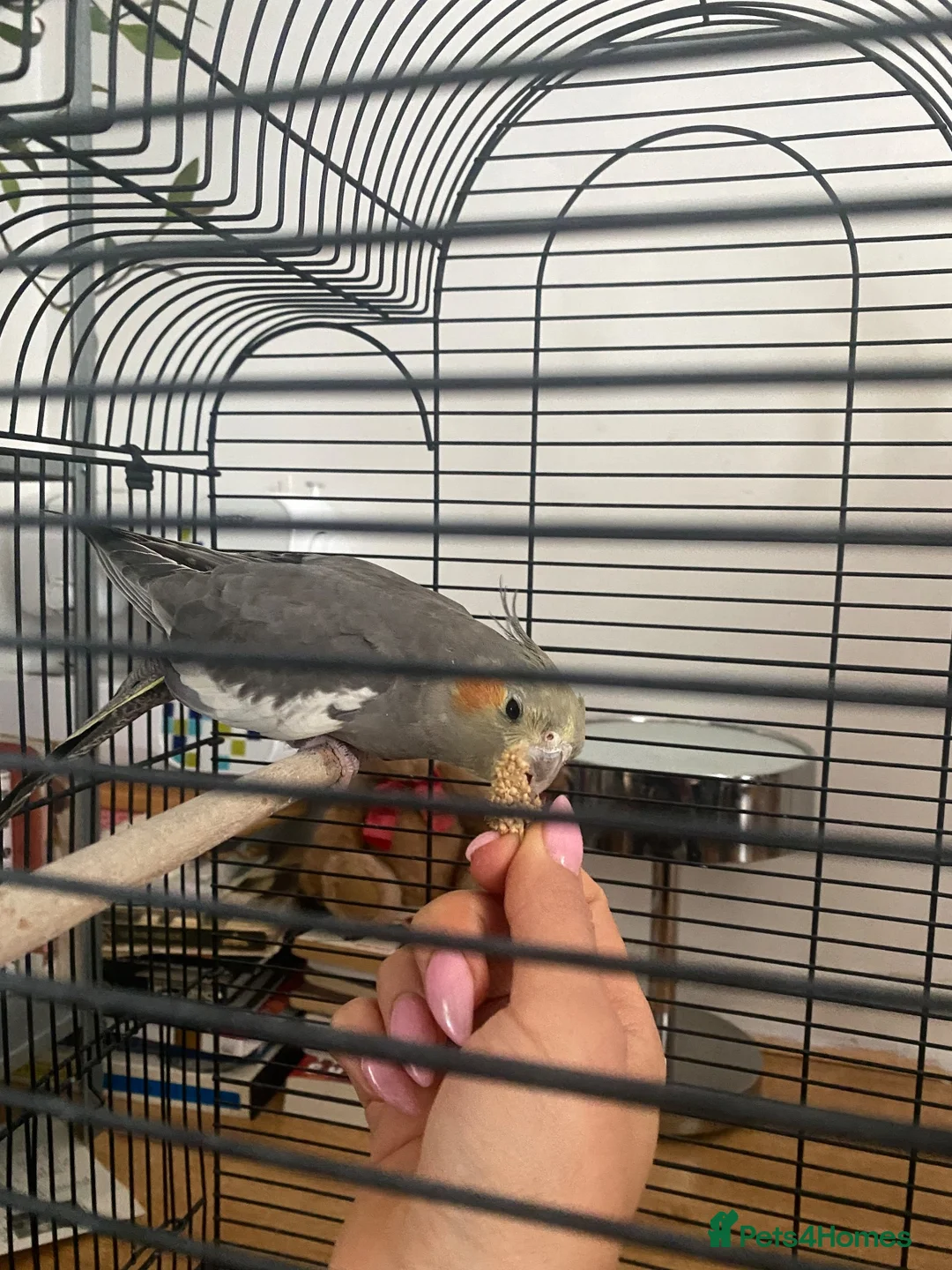Cockatiels birds for sale: Female Grey Cockatiel in London - Advert 3