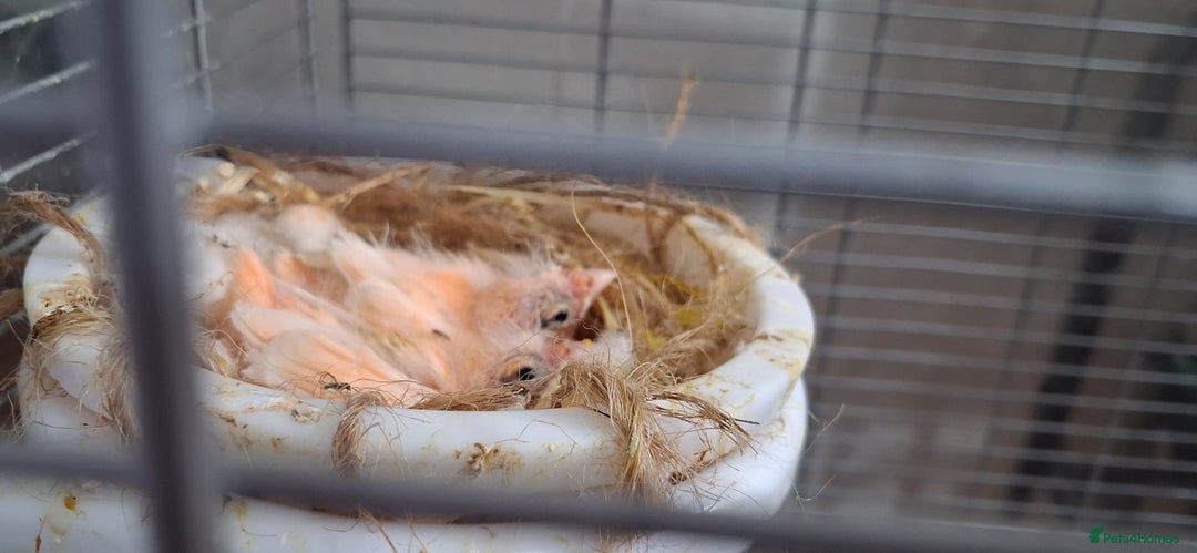 Canaries birds for sale: Canaries breeding pair with babies  - Advert 6