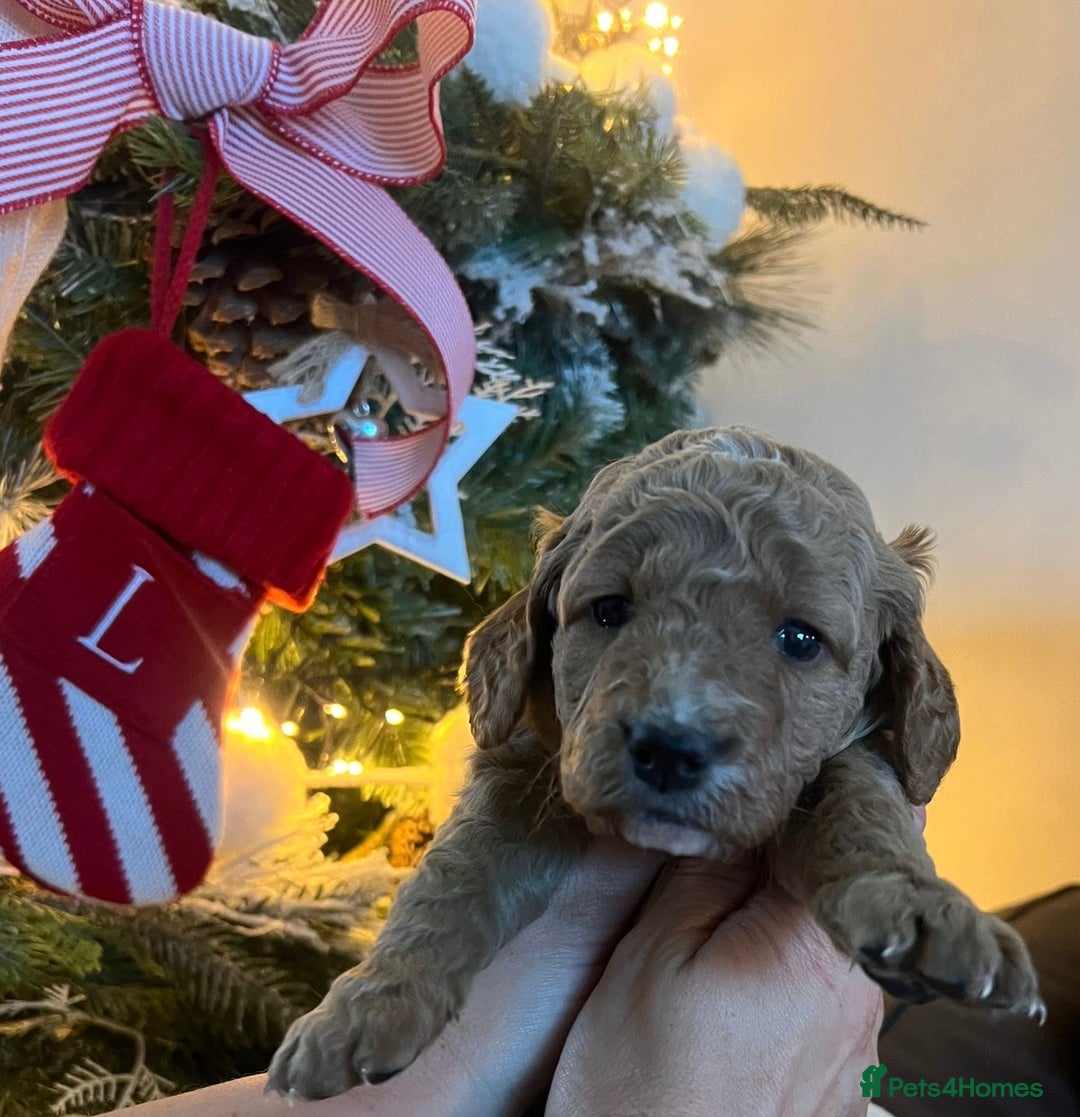 Cockapoo dogs for sale: Stunning babies ready for new homes - Advert 2
