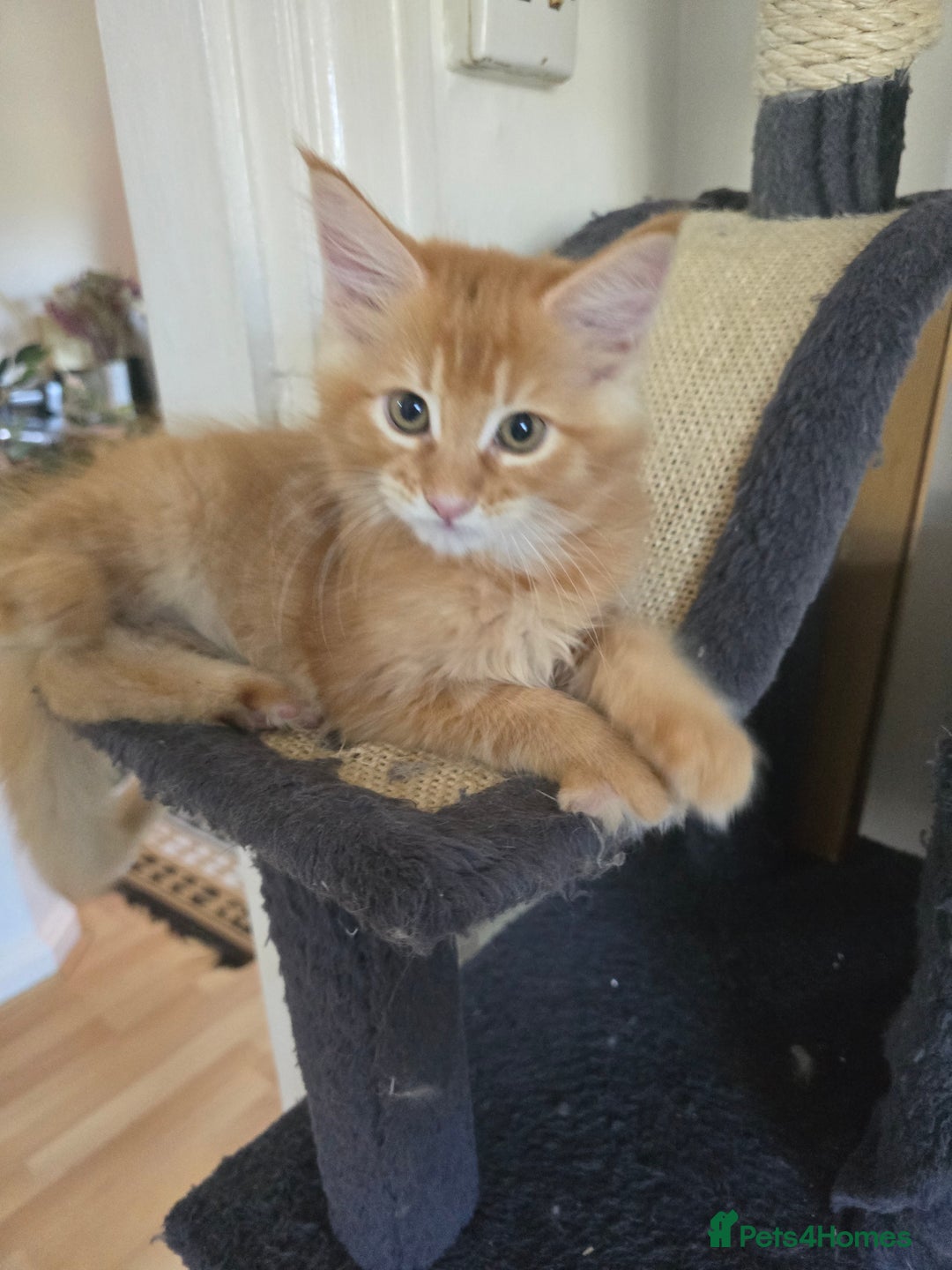 Maine Coon cats for sale: Maine coon kittens  - Image 5