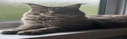 Maine Coon cats for sale: 9 Maine Coons for sale  - Advert 8