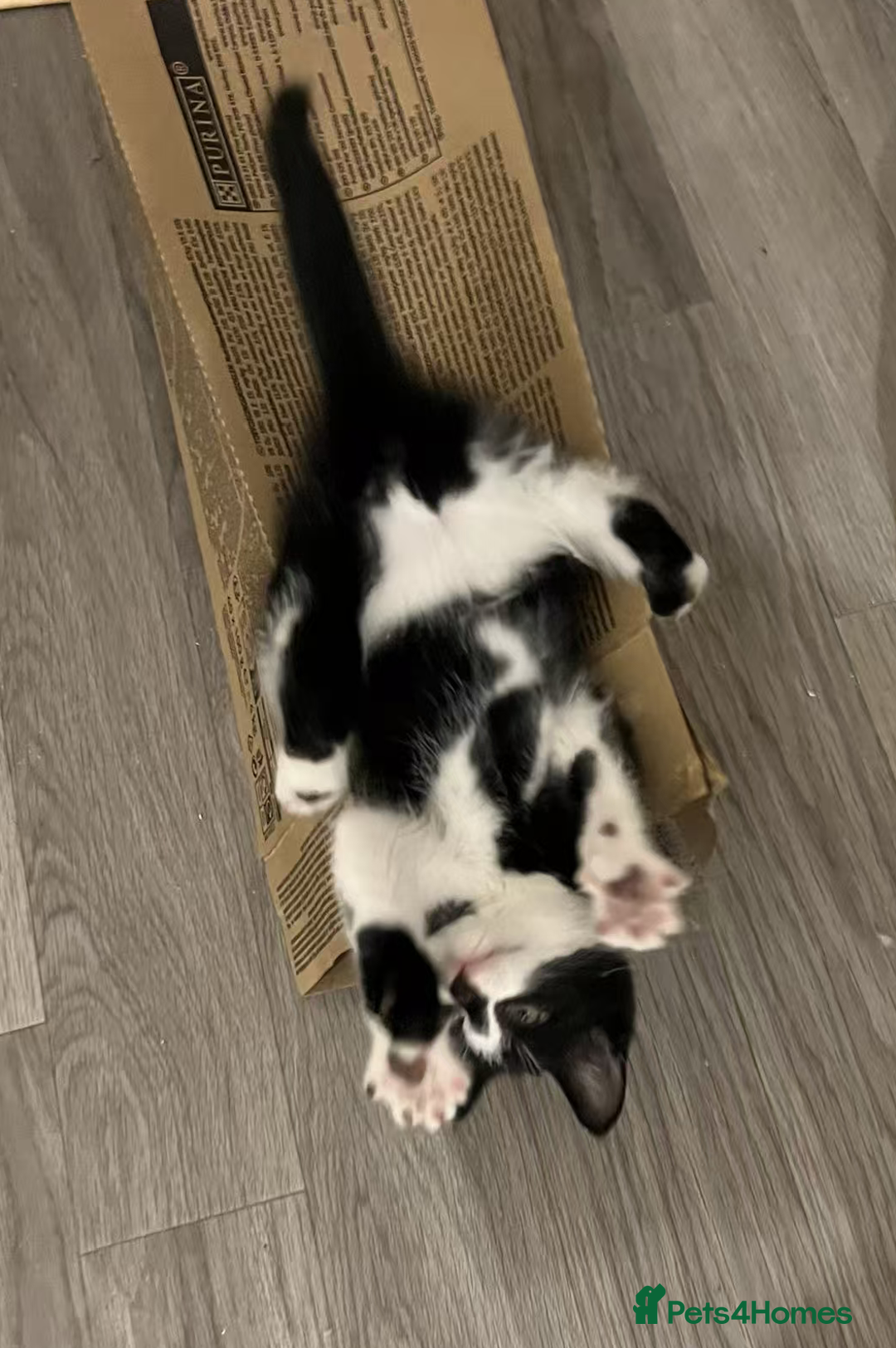 Mixed Breed cats for sale: Cute kittens and mom looking for a good home - Advert 5