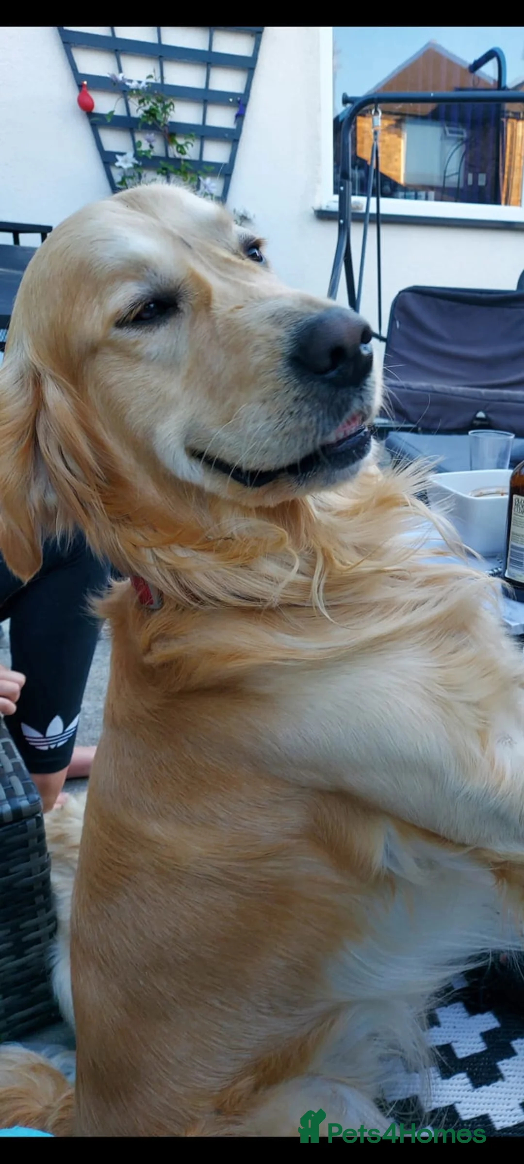Golden Retriever dogs for stud: exceptional PROVEN dog available for stud  in Northwich - Advert 5