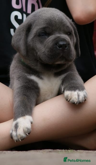 Cane Corso dogs 7 Blue Beautiful Cane Corso puppies 4 weeks old - Advert 15