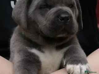Cane Corso dogs 7 Blue Beautiful Cane Corso puppies 4 weeks old - Advert 15