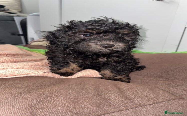 Cavapoo dogs - Advert 8