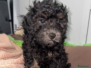 Cavapoo dogs - Advert 8