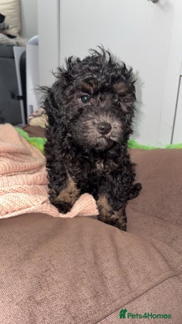 Cavapoo dogs - Advert 4