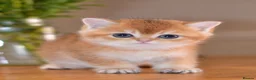 British Shorthair cats for sale: GCCF/TICA Stunning Golden BSH/BLH Kittens - Advert 14