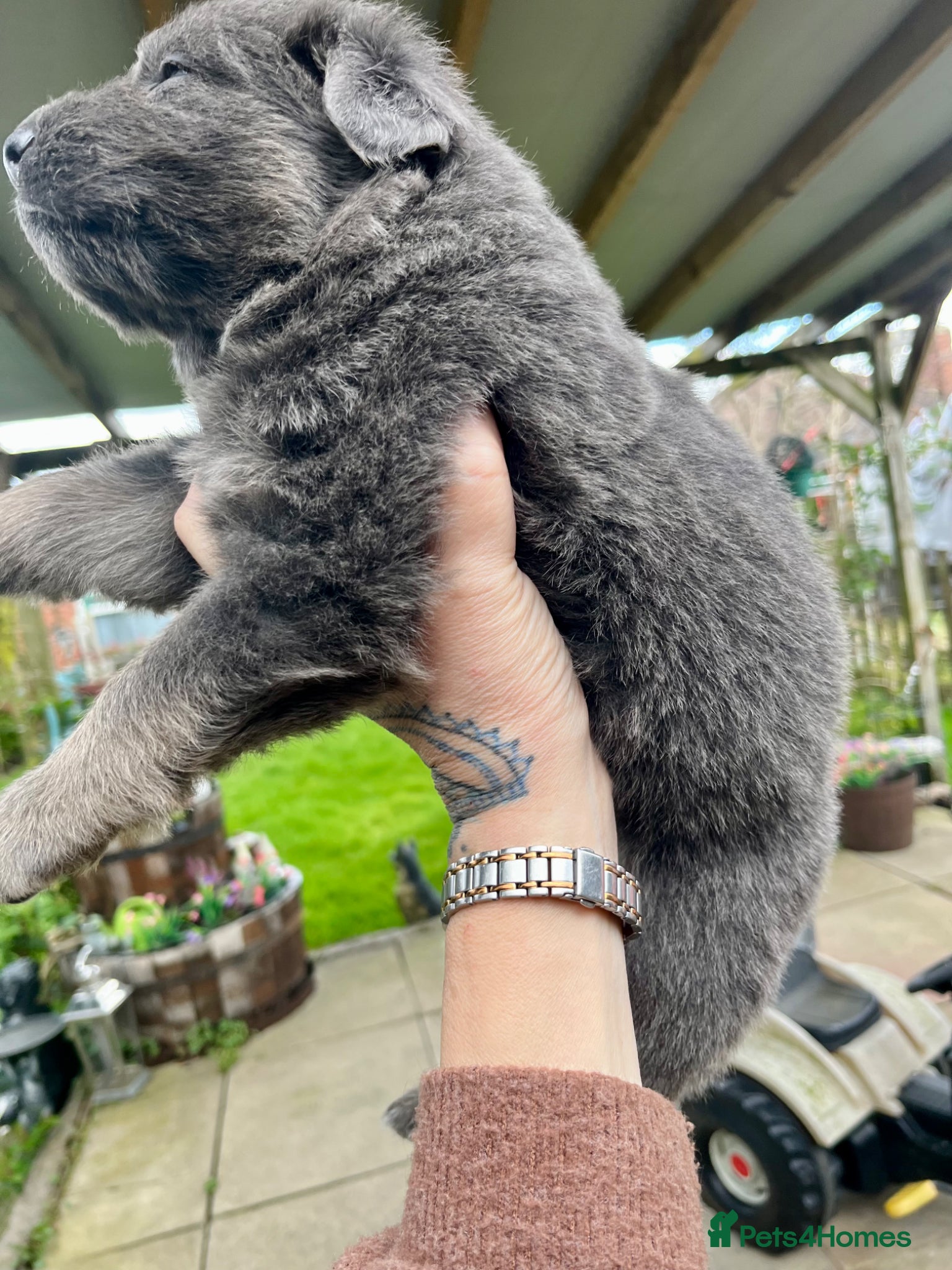 German Shepherd dogs KC Longcoat German Shepherd pups for Sale  - Advert 9