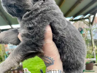 German Shepherd dogs KC Longcoat German Shepherd pups for Sale - Advert 9