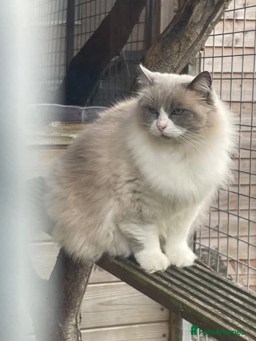 Ragdoll cats for sale: Bi colour female  - Advert 2