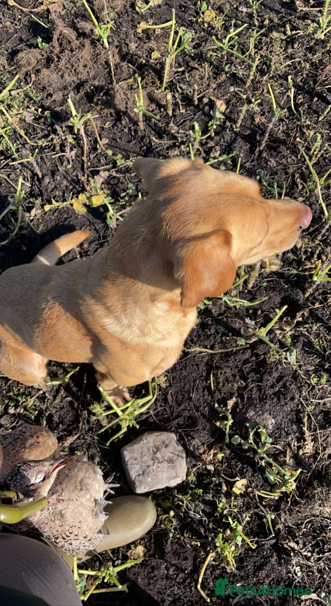 Labrador Retriever dogs for stud: WORKING LABRADOR STUD DOG - Advert 13