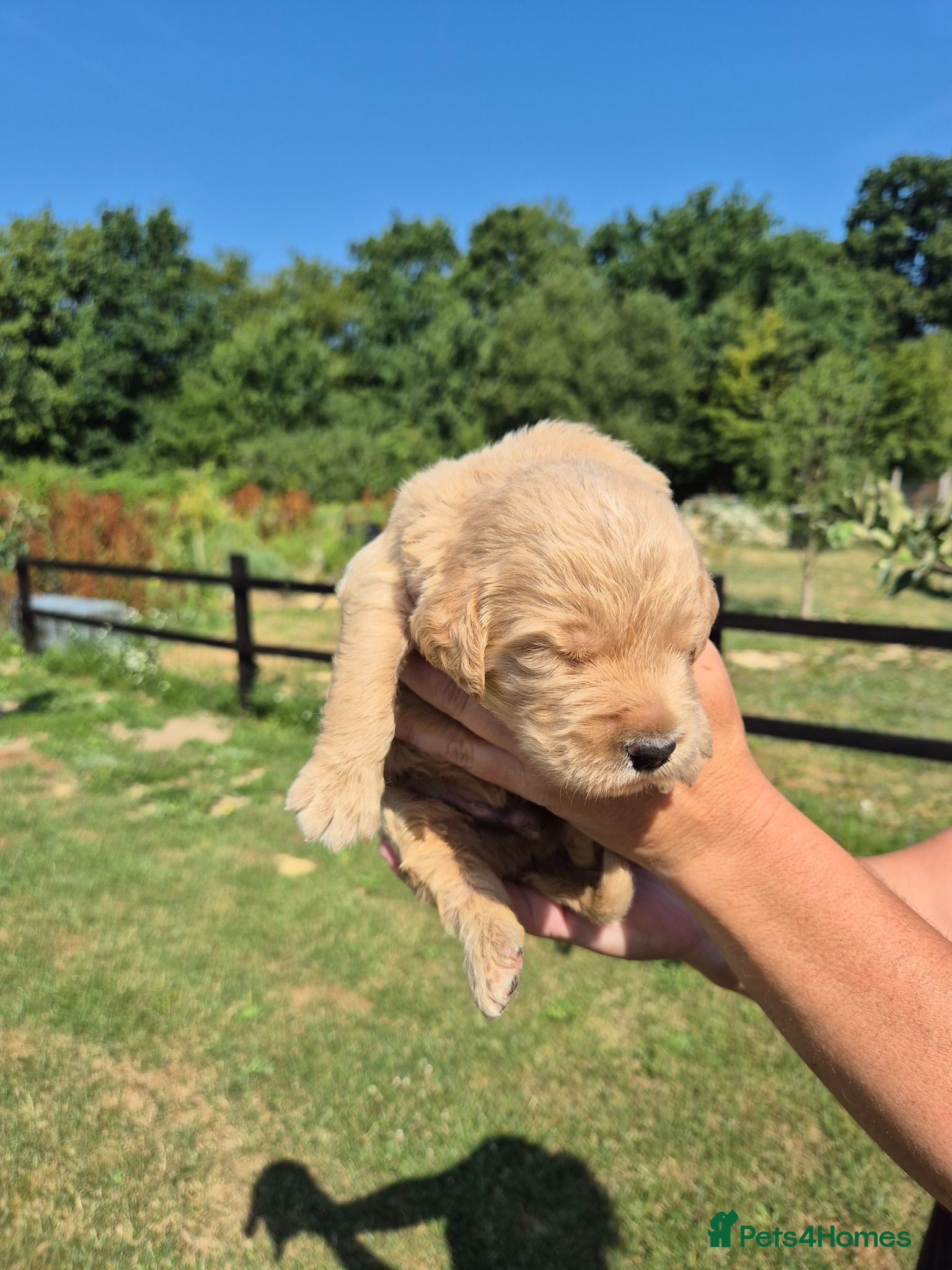 Goldendoodle dogs 🌟Standard Goldendoodle Puppies 🌟 - Advert 1