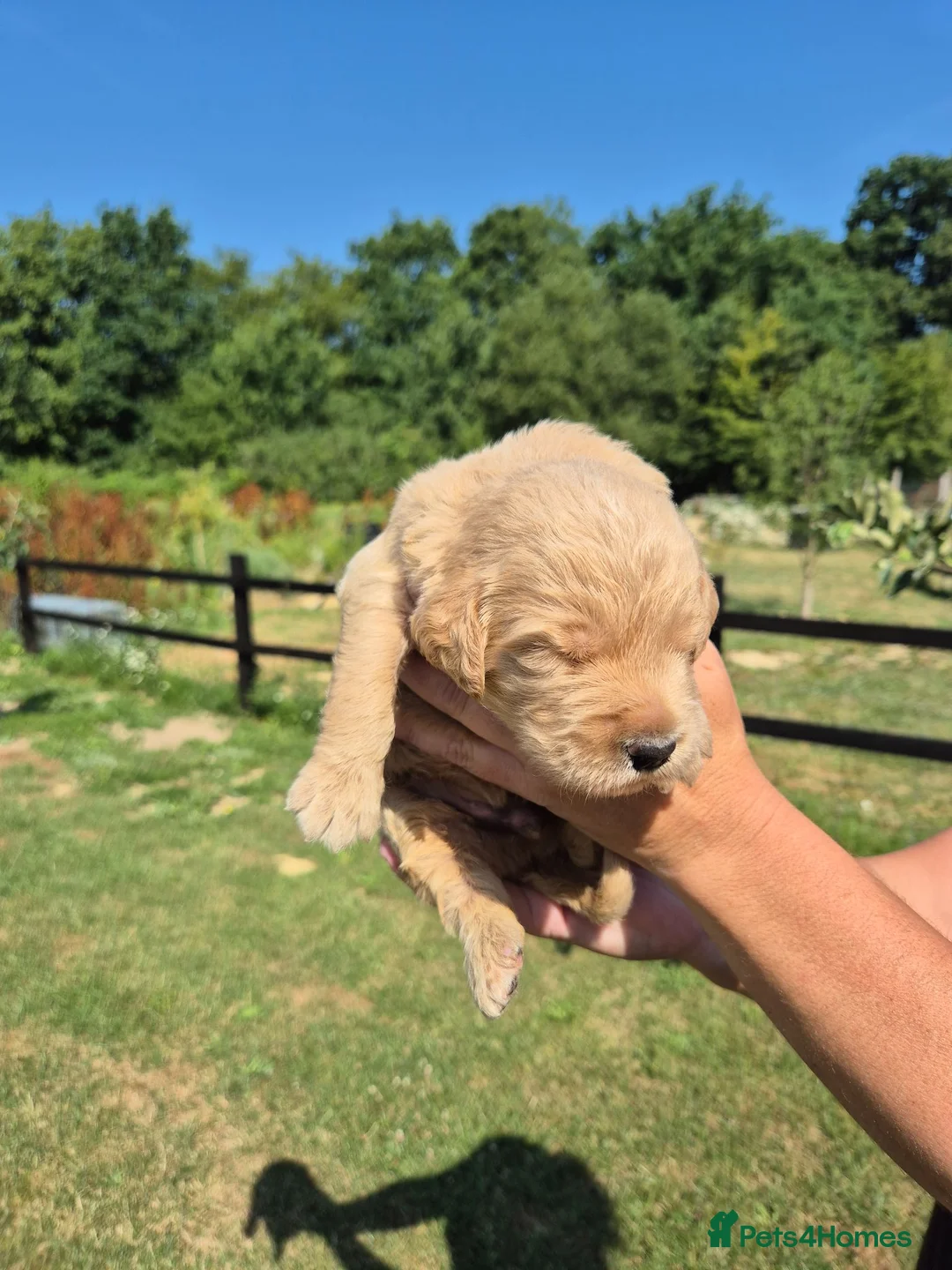 Goldendoodle dogs for sale: 🌟Standard Goldendoodle Puppies 🌟 - Advert 1
