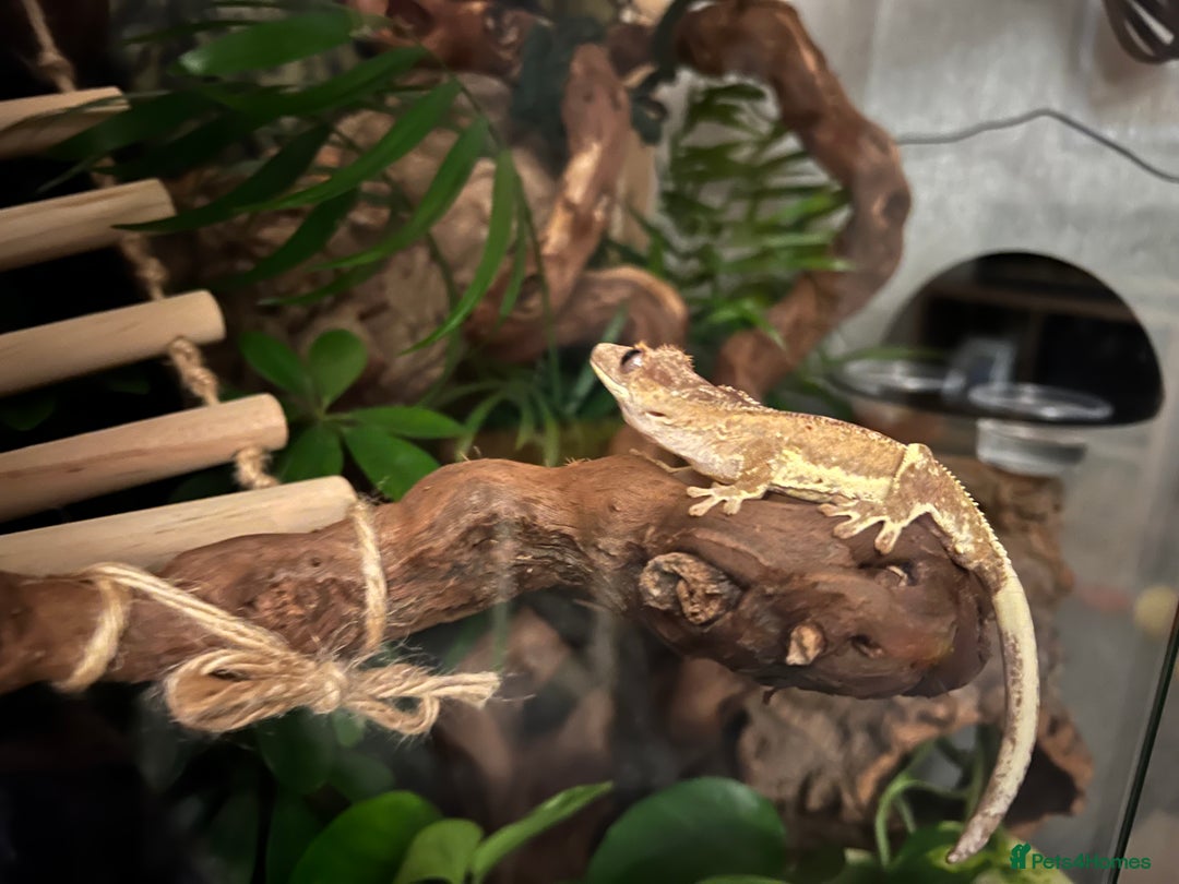 Gecko reptiles for sale: Crested Gecko 'Frankie' looking for 5* home - Image 6