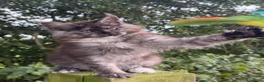 Maine Coon 1
