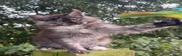 Maine Coon cats for sale: STUNNING BLACK SILVER TORTIE MAINE COON  - Advert 13