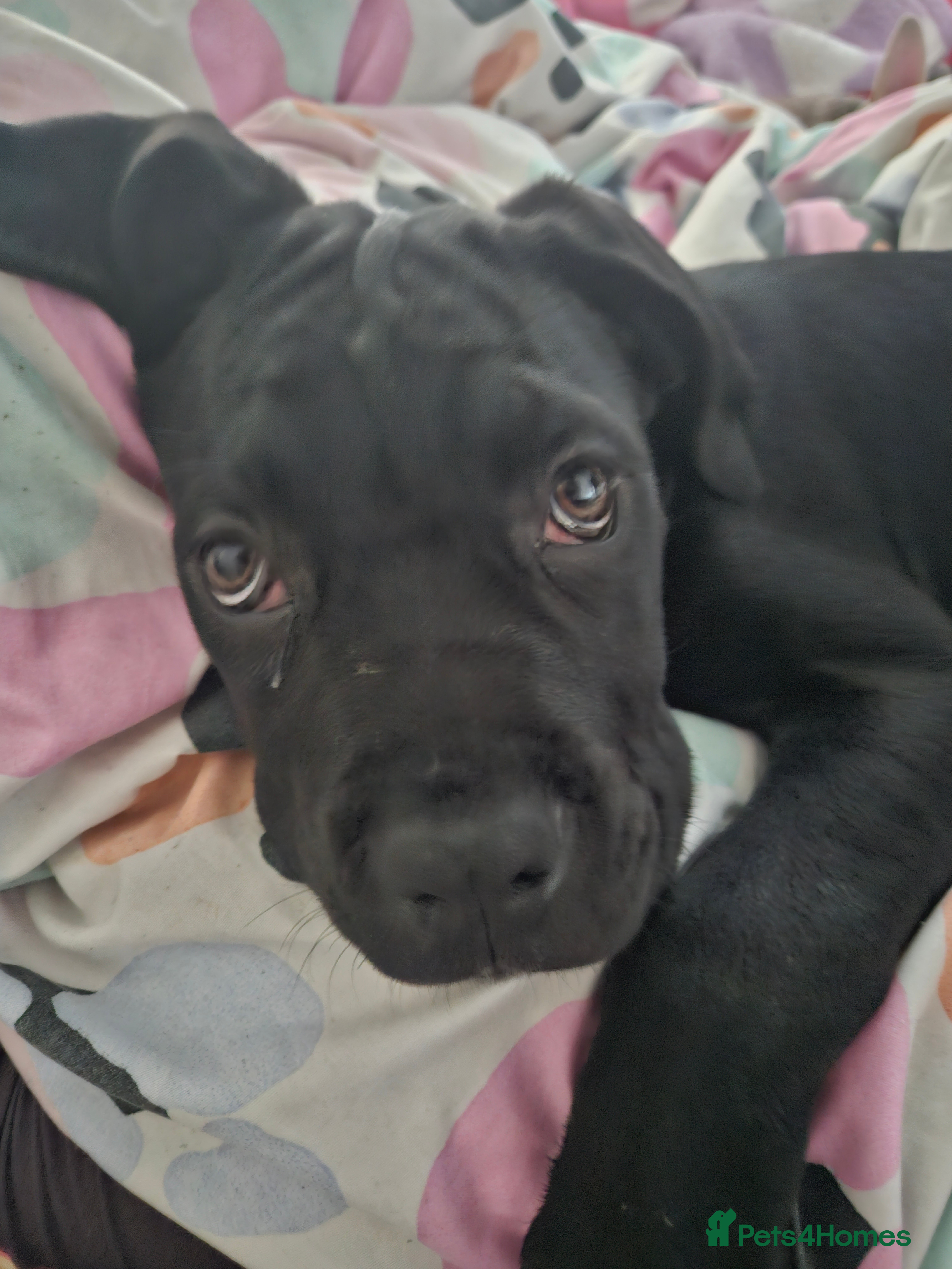 Mixed Breed dogs Cane corso zeus - Advert 13