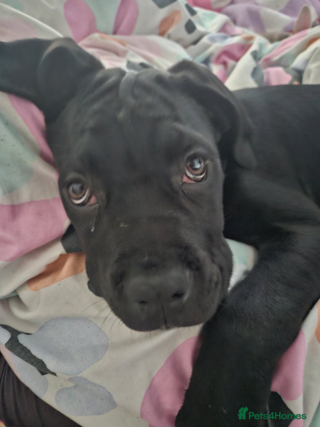 Mixed Breed dogs for sale: Cane corso zeus - Advert 1