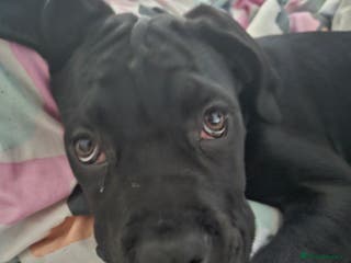 Mixed Breed dogs Cane corso zeus - Advert 13