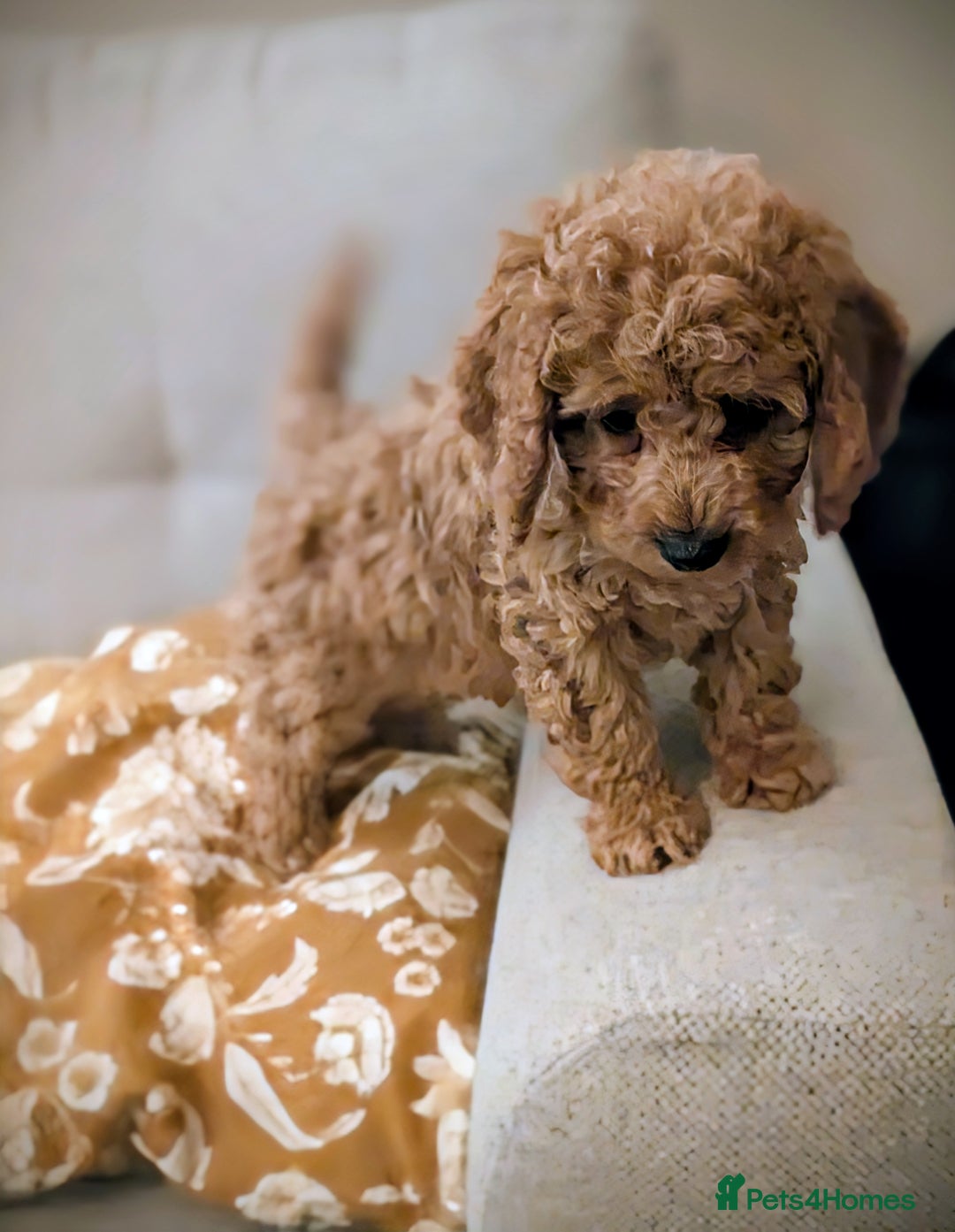 Cockapoo dogs for sale: F2 Cockerpoos Ready for their new homes. - Advert 30