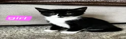 Domestic Shorthair cats for sale: Black and white kittens ready to leave  in Eye - Advert 5