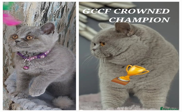 British Shorthair cats in Dudley - Advert 4