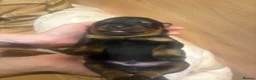 Rottweiler dogs for sale: Beautiful litter from Roxy & Tyson  in Saint Helens - Advert 8