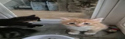 Norwegian Forest Cat cats for sale: Gorgeous norwegian forest kittens - Advert 8