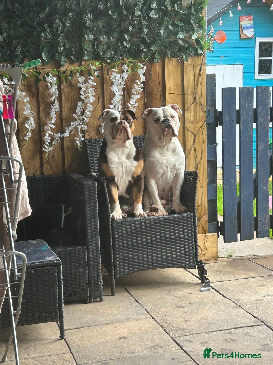 Olde English Bulldogge dogs for sale: Last 2 baby girls left  - Image 22