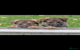 German Shepherd dogs for sale: German Shepherd puppy family guard dogs - Image 1