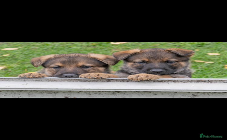 German Shepherd dogs - Advert 13