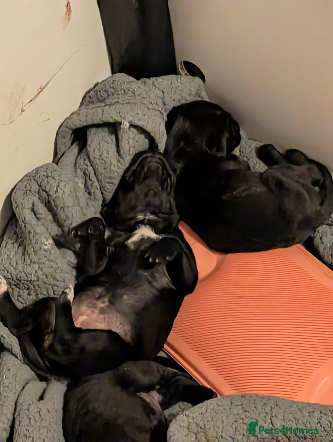 Cane Corso dogs for sale: Cane corso puppies  - Advert 12