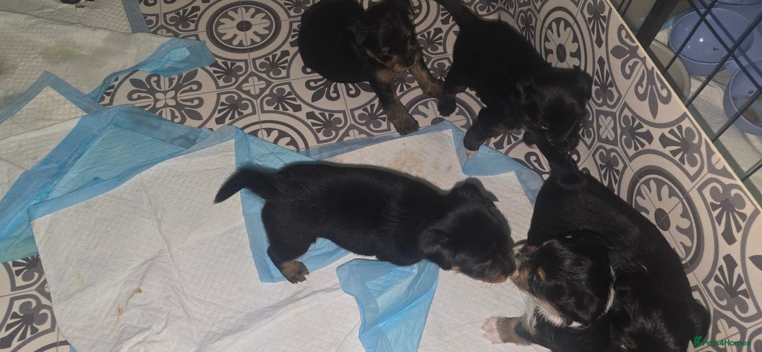 Mixed Breed dogs for sale: Yorkshire terier puppys - Advert 5