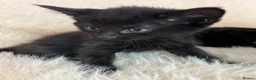 Mixed Breed cats for sale: Mixed kittens  - Advert 20
