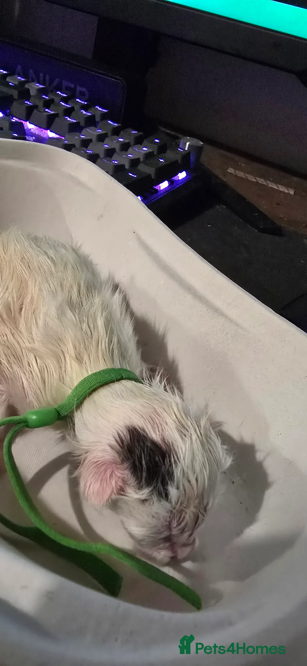 Mixed Breed cats for sale: Little fluffy balls  in Redditch - Advert 2