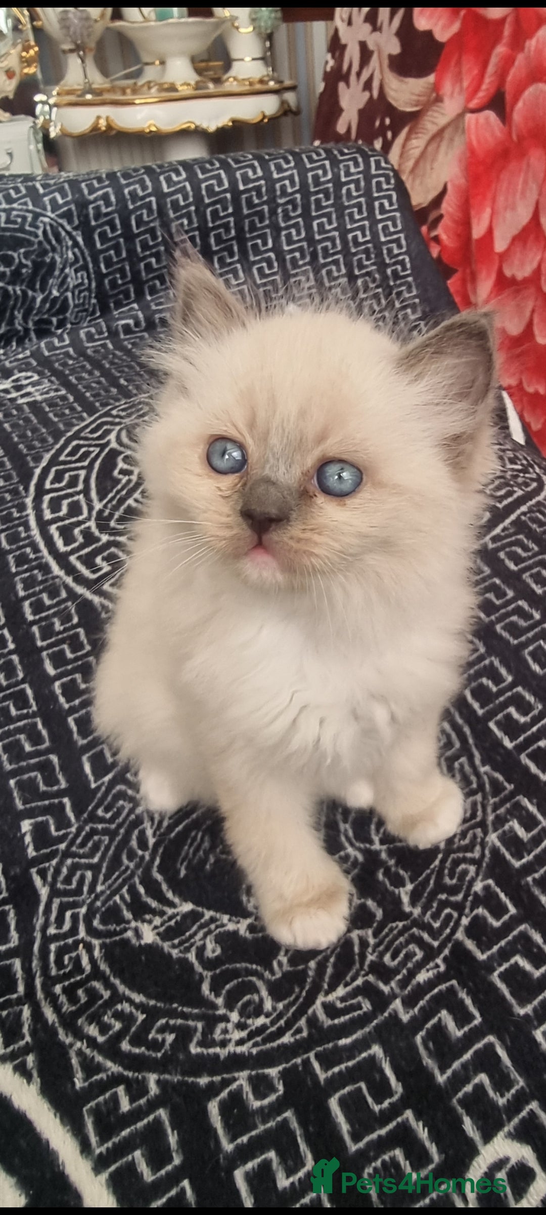 Ragdoll cats for sale: Ragdoll  - Advert 25