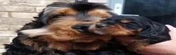 Cocker Spaniel dogs for stud: BLACK AND TAN Show cocker spaniel STUD - Advert 4