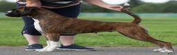 Boxer dogs for sale: Stunning beautifully boys - Advert 7