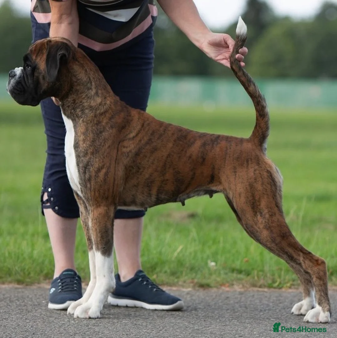 Boxer dogs for sale: Stunning beautifully boys - Advert 7