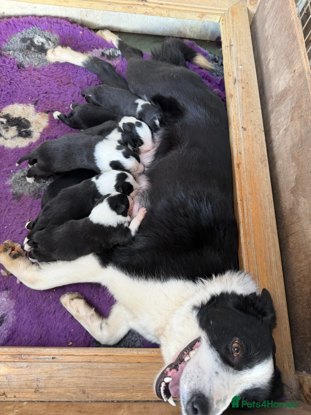 Border Collie dogs for sale: Sheepdog border collie puppies - Advert 2
