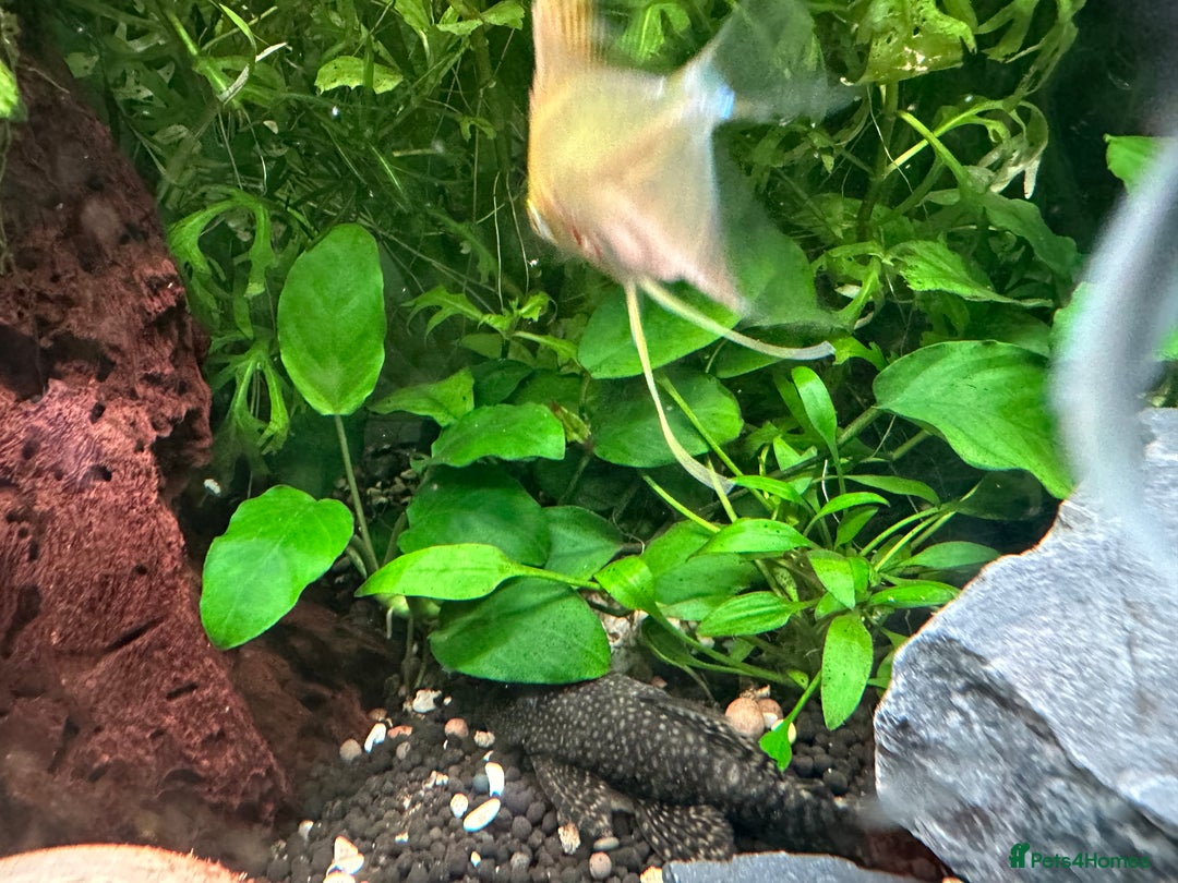 Shrimps fish for sale: Multiple fish & shrimp, please see description  - Image 3