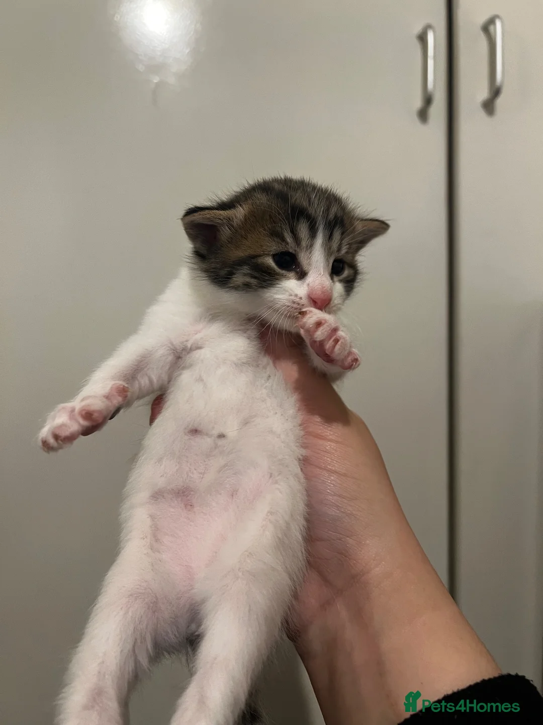 Domestic Shorthair cats for sale: Domesticated shorthair 15 weeks in London - Advert 3