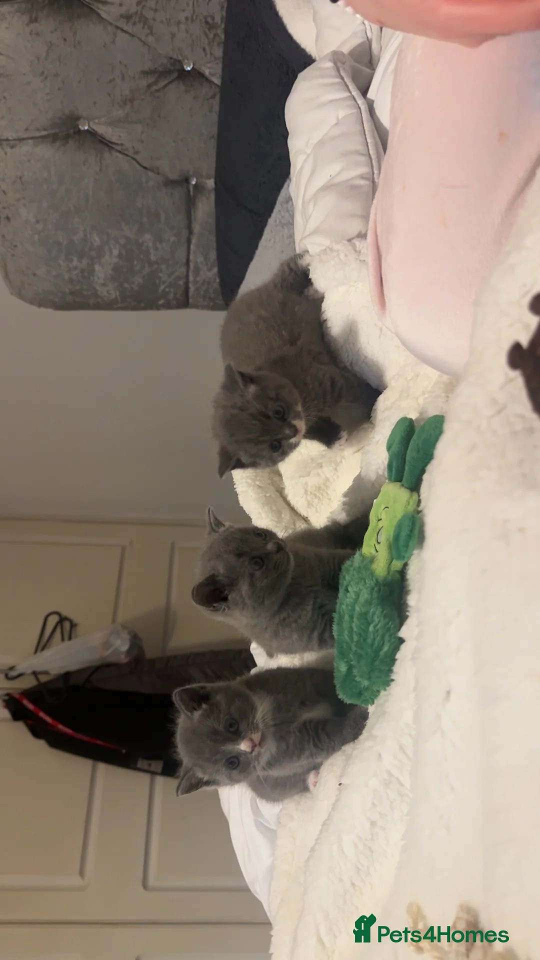 British Shorthair cats for sale: British blue boy for sale ♥️ - Advert 2
