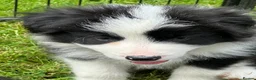 Border Collie dogs for sale: Stunning border collie pups  - Advert 3